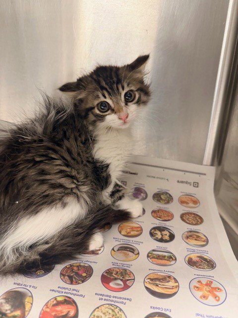 A2276224 - Domestic Medium Hair available for adoption
