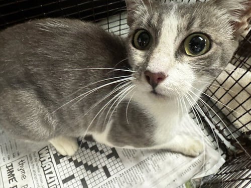 ELVIRA - Domestic Short Hair available for adoption