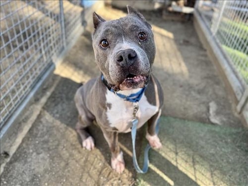 DON AMECHE - Staffordshire Bull Terrier available for adoption