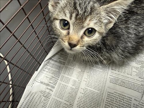 A2302287 - Domestic Short Hair available for adoption