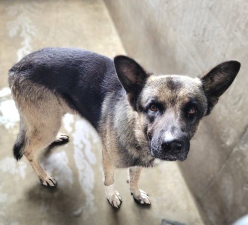 MORTY - German Shepherd Dog available for adoption