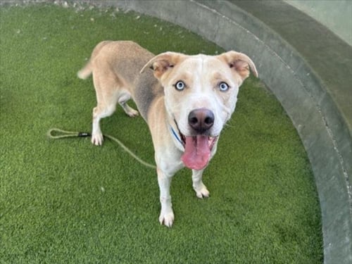 TSUKI - Husky available for adoption