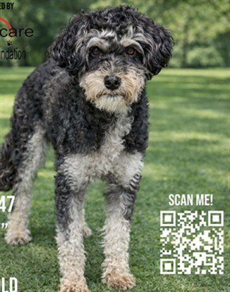 TYSON - Miniature Schnauzer / Poodle (Miniature) available for adoption