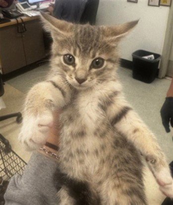 SILLY - Domestic Short Hair available for adoption