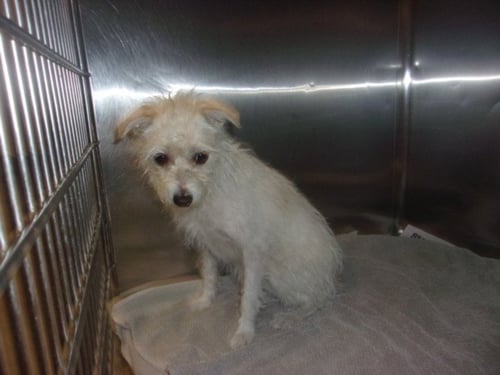 RINA - Cairn Terrier available for adoption