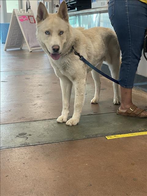 MICKEY - Siberian Husky available for adoption