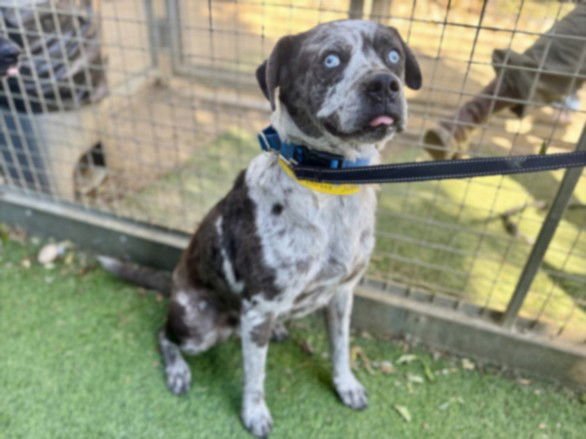 CHOCO - Australian Cattle Dog/Blue Heeler available for adoption