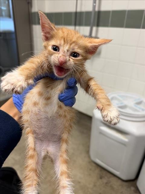 BLAIR - Domestic Short Hair available for adoption