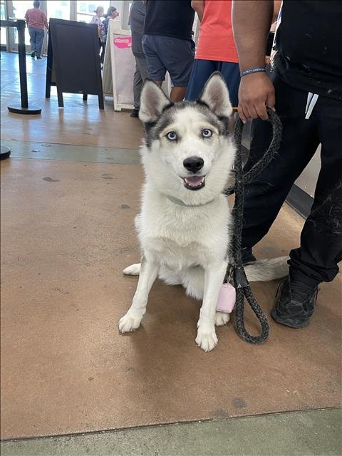 LUNA - Siberian Husky available for adoption