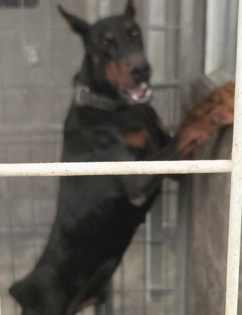 COBRA - Doberman Pinscher available for adoption