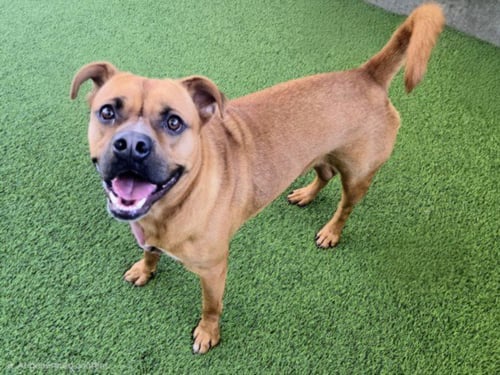 ZEUS - Boxer / Pit Bull Terrier available for adoption