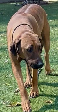 HANK - Photo 1