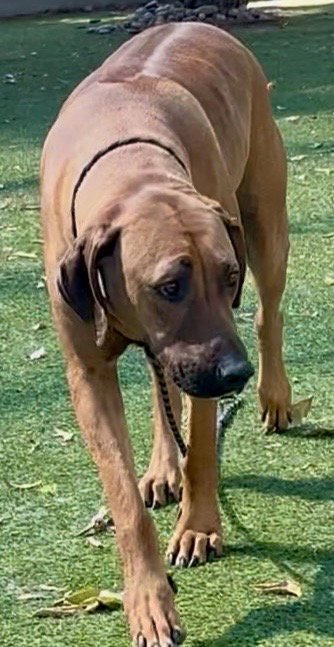 HANK - Rhodesian Ridgeback available for adoption