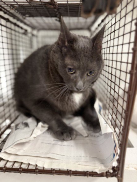TONY - Domestic Short Hair available for adoption