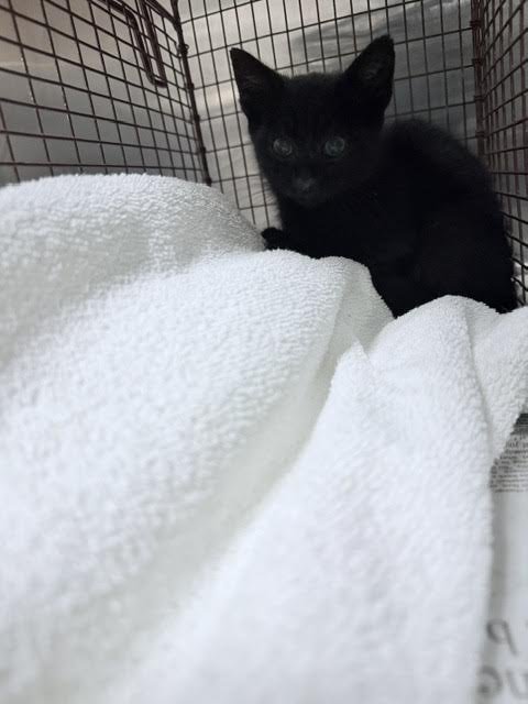 DIPSY - Domestic Short Hair available for adoption