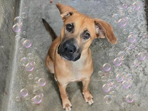 BREANN OF TAR - Boxer / Labrador Retriever available for adoption