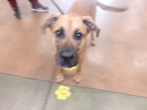 BREANN OF TAR - Boxer / Labrador Retriever available for adoption