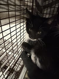 BISCUIT - Photo 1