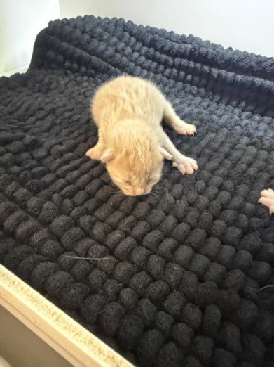CURRY - Domestic Short Hair available for adoption