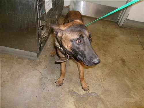 SLEEPY - Belgian Shepherd Malinois available for adoption