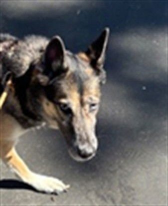 LUNA - German Shepherd Dog available for adoption