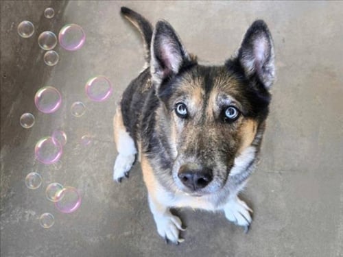 LUNA - German Shepherd Dog available for adoption
