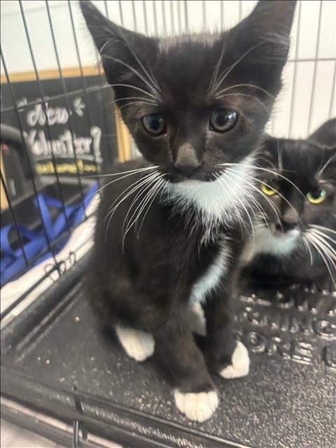 BABY 1 - Domestic Short Hair available for adoption