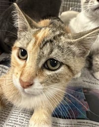 TOYA - Photo 1