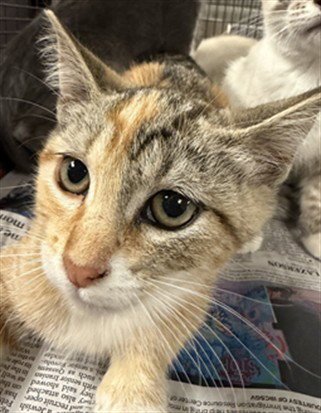 TOYA - Domestic Short Hair available for adoption