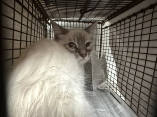 MONA - Domestic Long Hair available for adoption