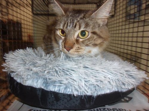 MILLIE - Domestic Long Hair available for adoption