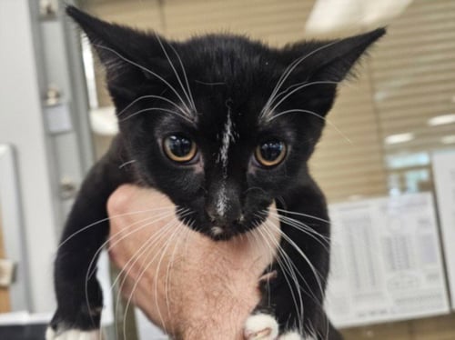 A2278924 - Domestic Short Hair available for adoption