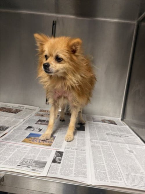 CINDER - Pomeranian available for adoption