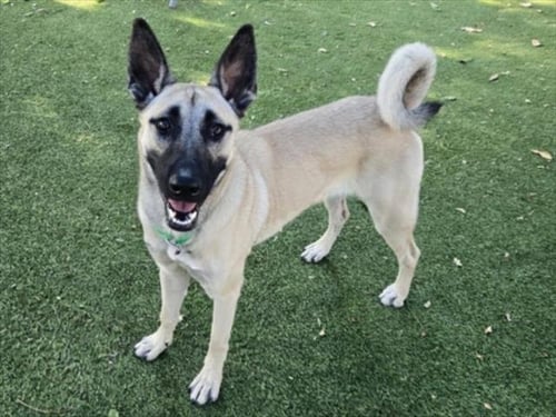 MALLORY - Belgian Shepherd Malinois available for adoption