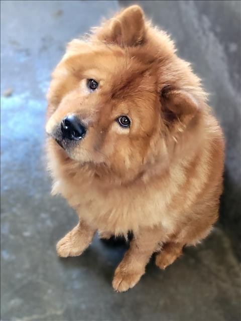 KAVAL - Chow Chow available for adoption