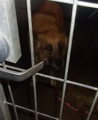 PHOEBE - Photo 1