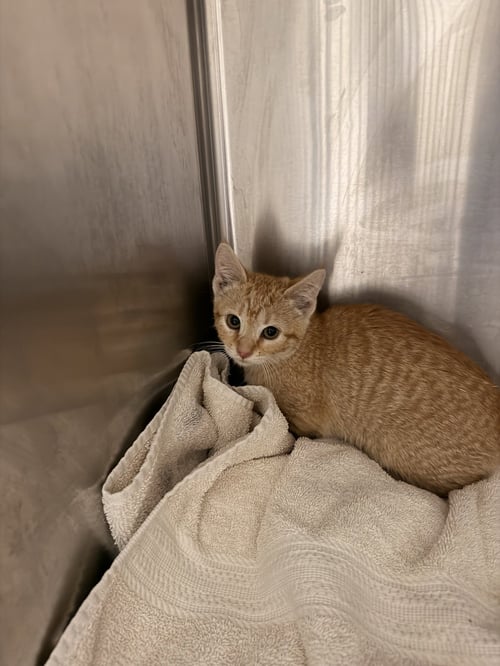 FLASH - Domestic Short Hair available for adoption
