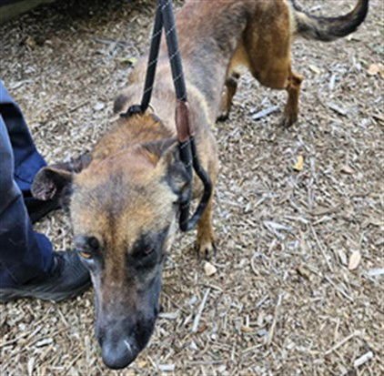 LADY - Belgian Shepherd Malinois available for adoption