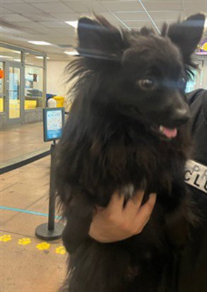 OSO - Pomeranian available for adoption