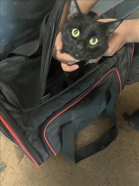 MATEO - Domestic Short Hair available for adoption