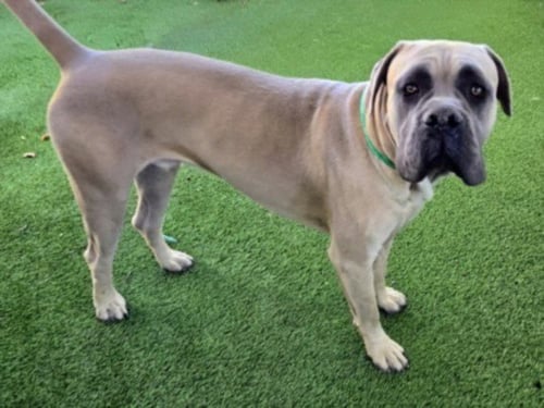 ACE - Bullmastiff available for adoption