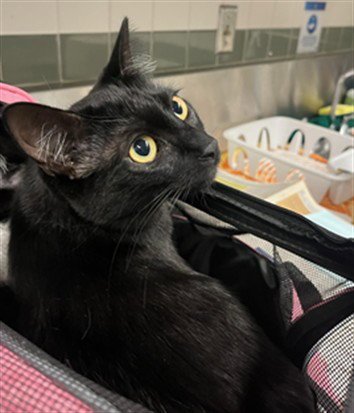 SASHA - Domestic Short Hair available for adoption