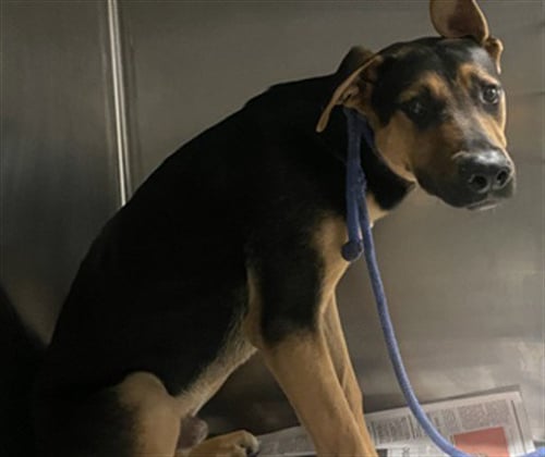 YELLIE - German Shepherd Dog available for adoption
