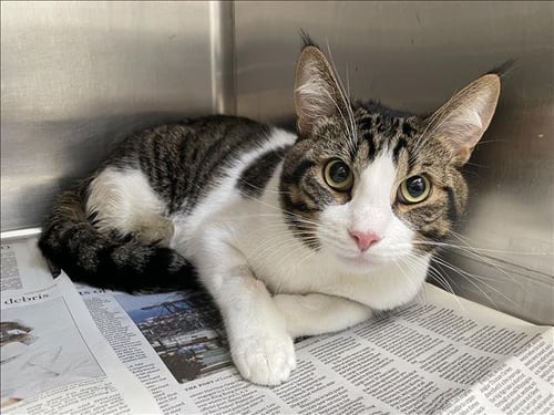 TACO - Domestic Short Hair available for adoption