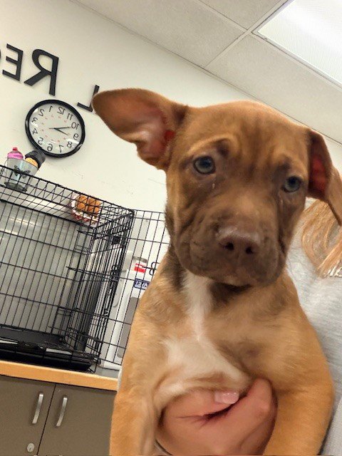 PEPSI - Pit Bull Terrier available for adoption