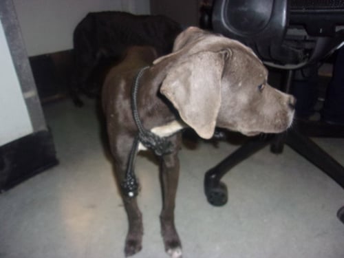 EMERY - Staffordshire Bull Terrier available for adoption