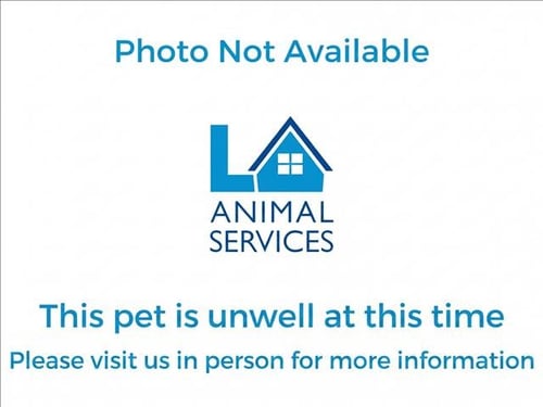 A2294754 - Domestic Short Hair available for adoption