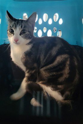 KRANIUM - Domestic Short Hair available for adoption