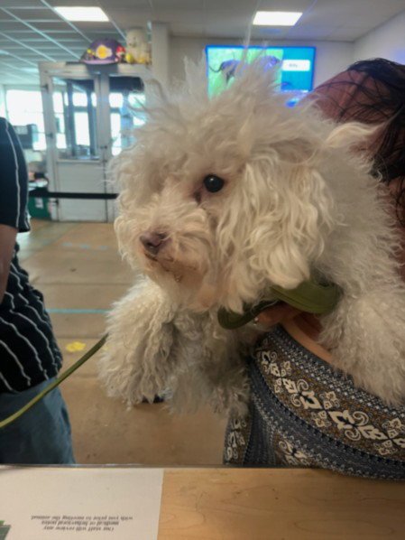 ZERO - Maltese available for adoption