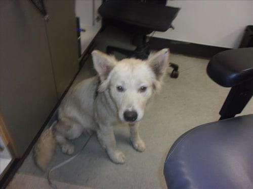 CIELO - Siberian Husky available for adoption